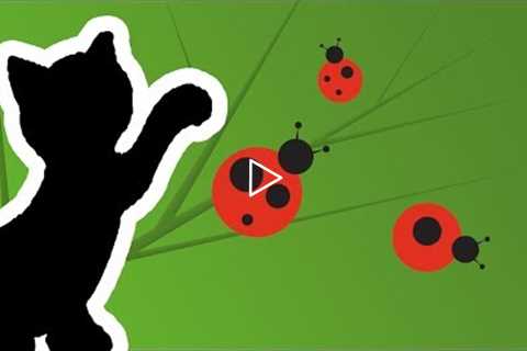 Cat Games App - Catch The Lady Bug Video (for cats only)