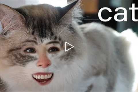 ADDICTING Cat App Games!