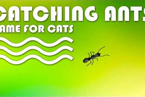 CAT GAMES - Catching Ants! INSECTS VIDEO FOR CATS | CAT TV.