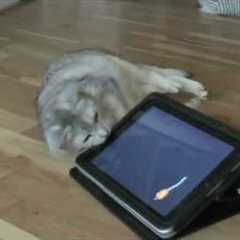 Cat plays with Catch the Mouse on iPad