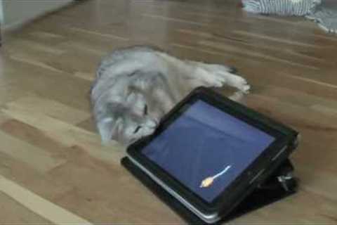 Cat plays with Catch the Mouse on iPad