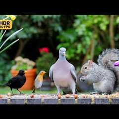 🔴 Cat TV 😺 Beautiful Birds & Squirrels for Cats to Watch 🐿 Bird Videos & Cat Games