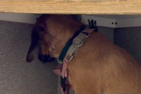 Dog ''melts into wall'' when touched